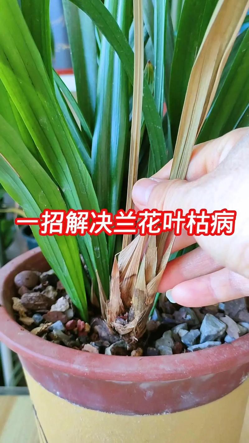 兰花叶子发黄干枯怎么补救?4步精准诊断与急救指南 兰花叶子发黄干枯怎么补救?4步精准诊断与急救指南