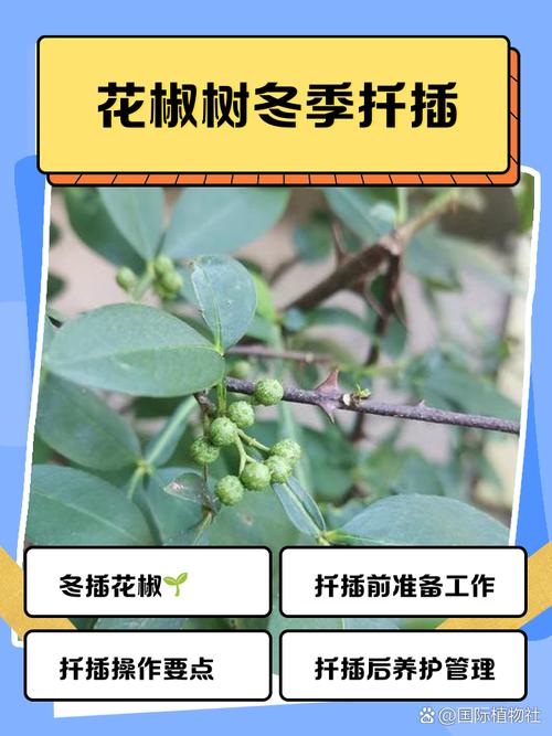 北方可以种花椒吗?从选种到越冬的全流程实操指南 六、缓苗管理:前7天是关键
