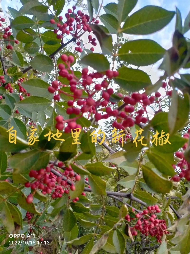 北方可以种花椒吗?从选种到越冬的全流程实操指南 七、成活注意事项:北方的“越冬关”是最大考验