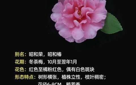 茶梅品种哪个最好？2026年三大热门品种6维度对比与选购指南