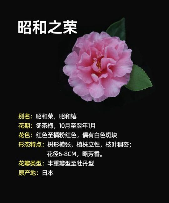 茶梅品种哪个最好？2026年三大热门品种6维度对比与选购指南