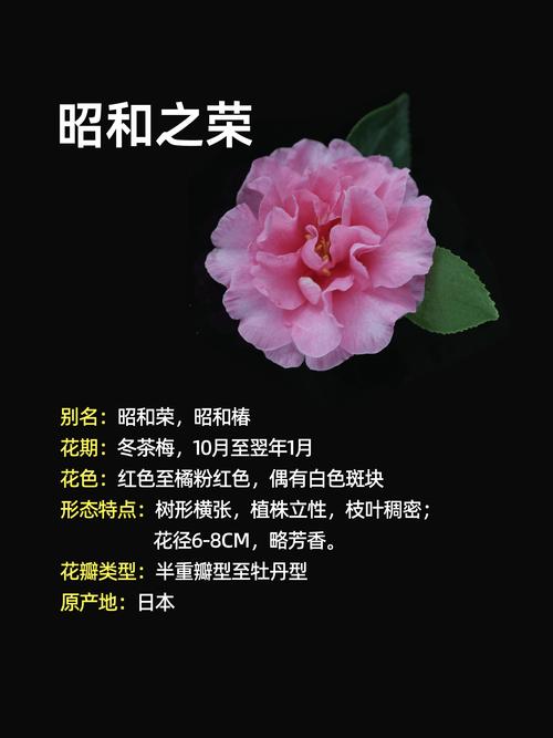 一、品种基本面确认