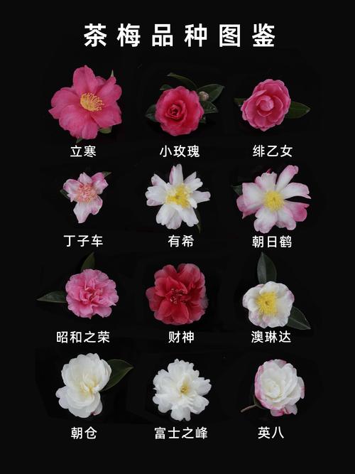 二、核心维度对比表格