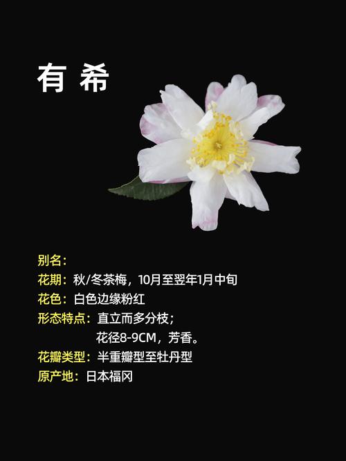四、场景化选择建议