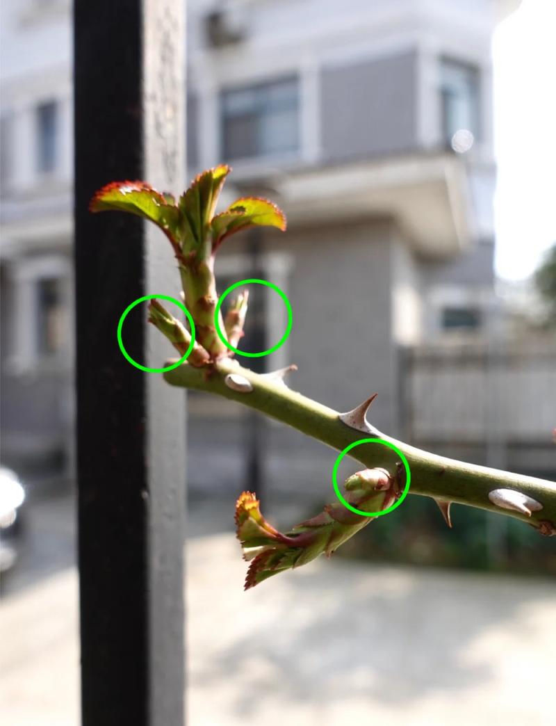 月季种子怎么种?从催芽到出苗的完整技术指南(附7步操作参数) 四、播种深度