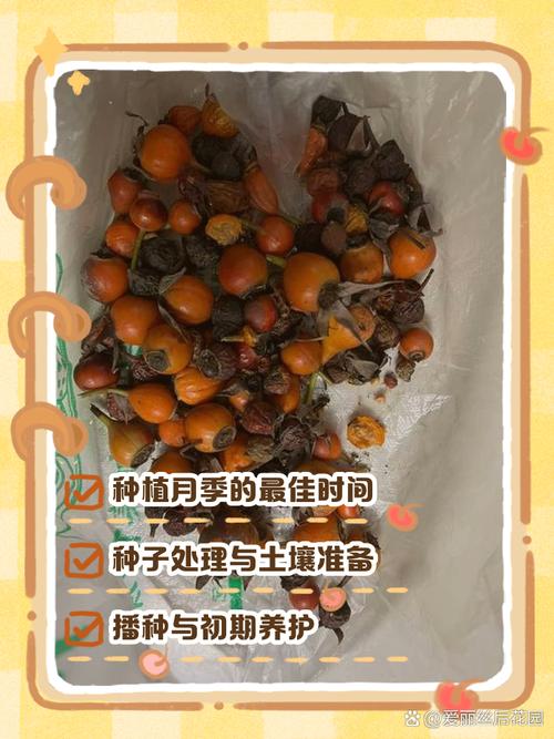 月季种子怎么种?从催芽到出苗的完整技术指南(附7步操作参数) 七、成活注意事项