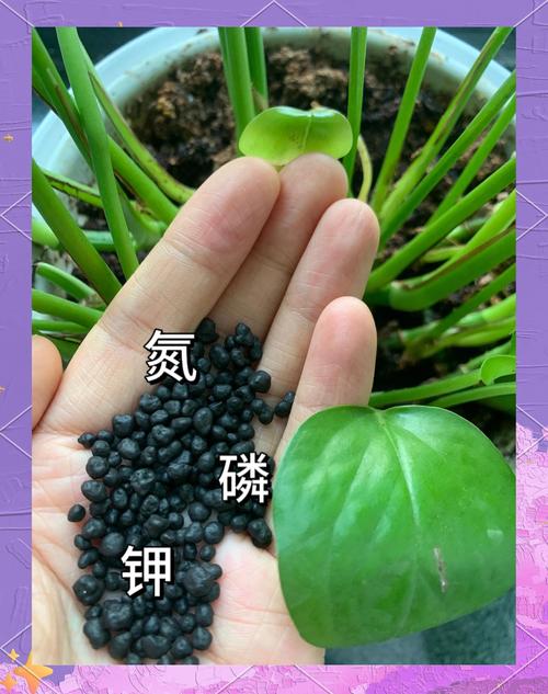 氮肥磷肥怎么用?掌握关键技巧,施肥效果翻倍 三、氮磷配合,效果才最好