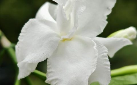 狗牙花又叫什么花？揭开洁白香花的植物身份与养护要点