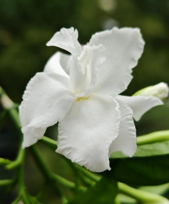 狗牙花又叫什么花？揭开洁白香花的植物身份与养护要点