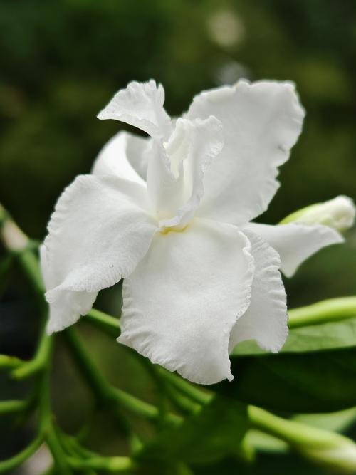 狗牙花又叫什么花?揭开洁白香花的植物身份与养护要点 狗牙花又叫什么花?揭开洁白香花的植物身份与养护要点