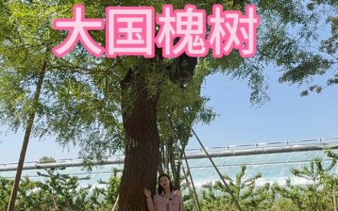 银杏：中国最具潜力的国树候选者