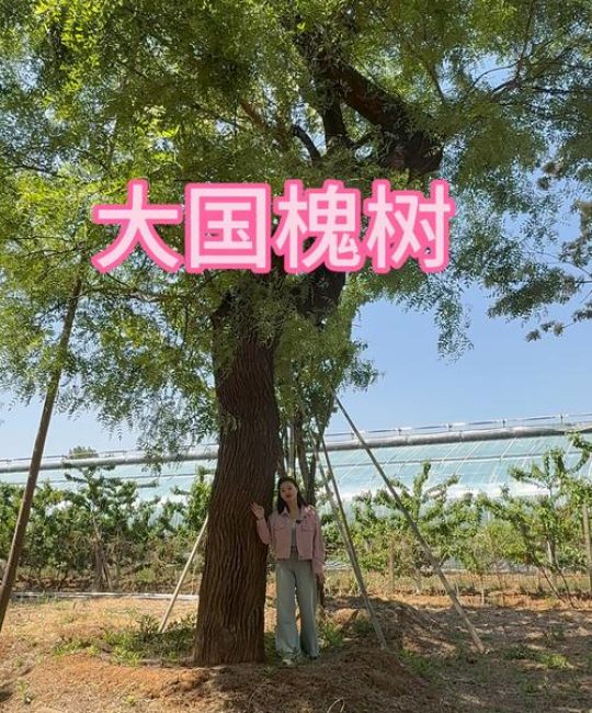 银杏：中国最具潜力的国树候选者