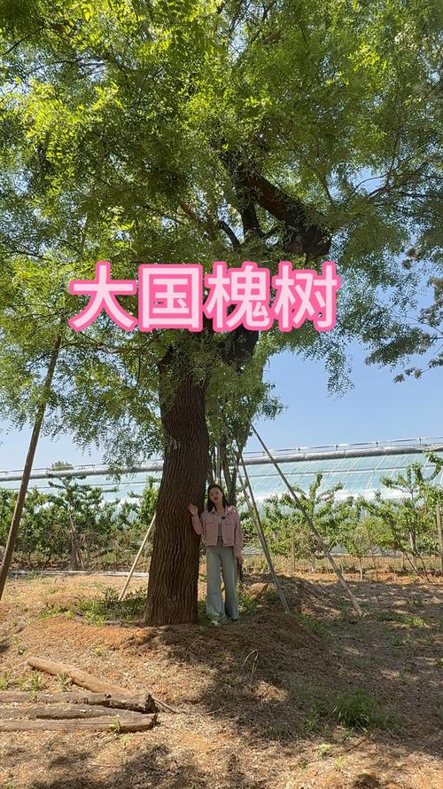 银杏:中国最具潜力的国树候选者 银杏:中国最具潜力的国树候选者