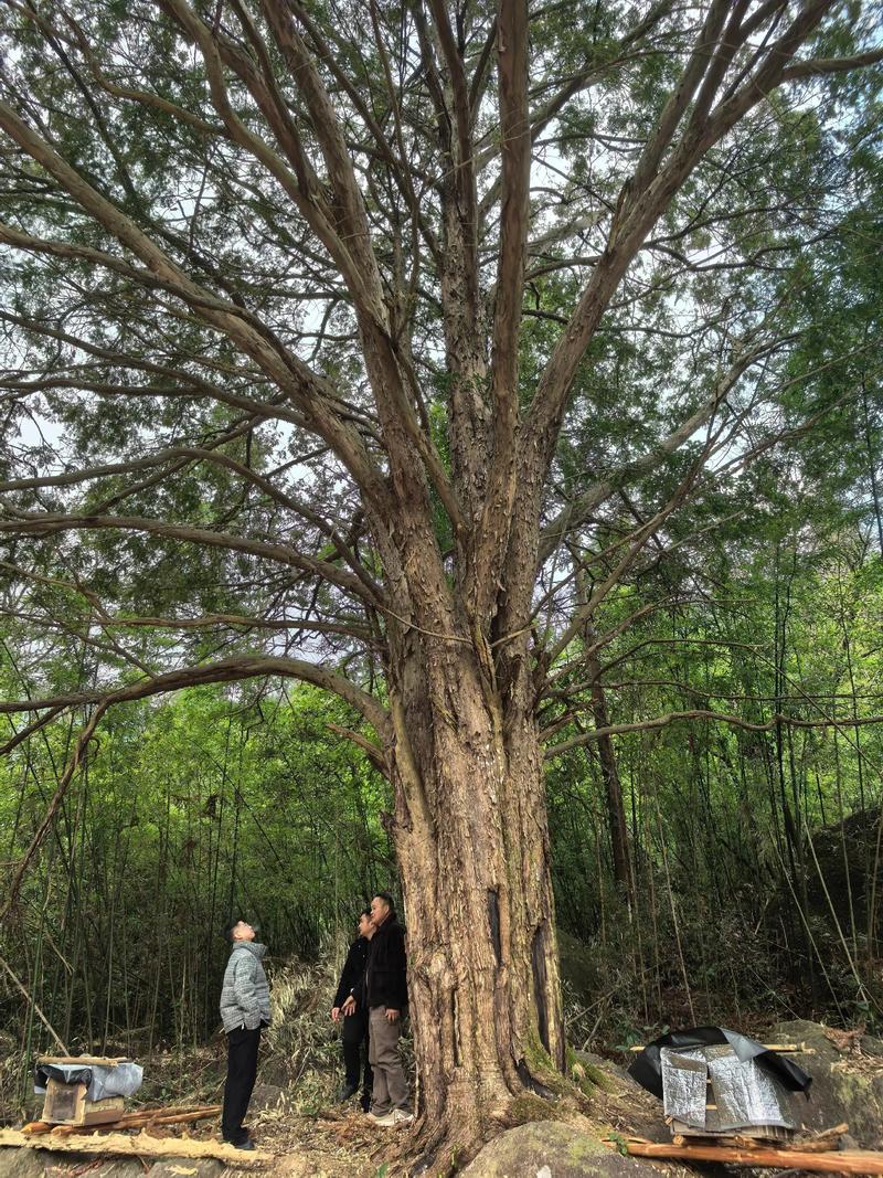 三、园艺种植中的气味与养护