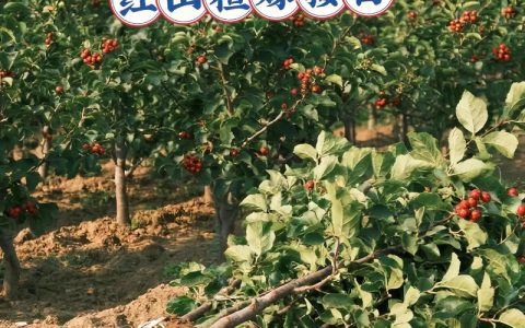 大门两侧种山楂树好吗？嫁接苗、适种地区与养护全攻略
