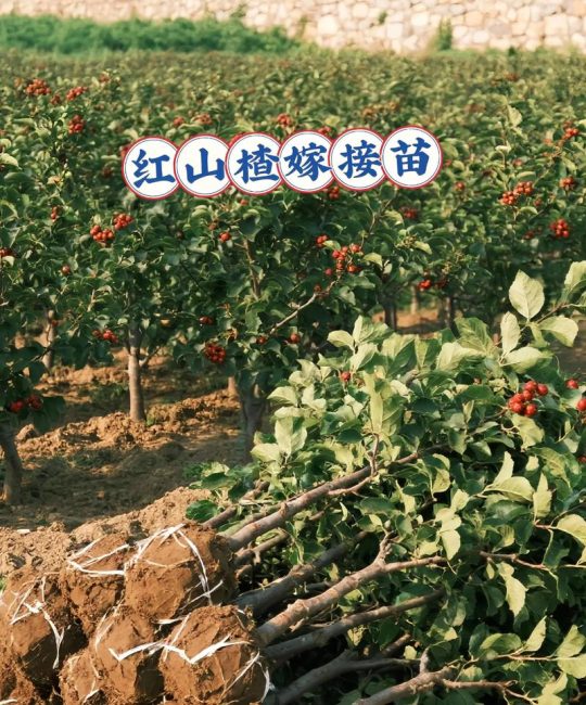 大门两侧种山楂树好吗？嫁接苗、适种地区与养护全攻略