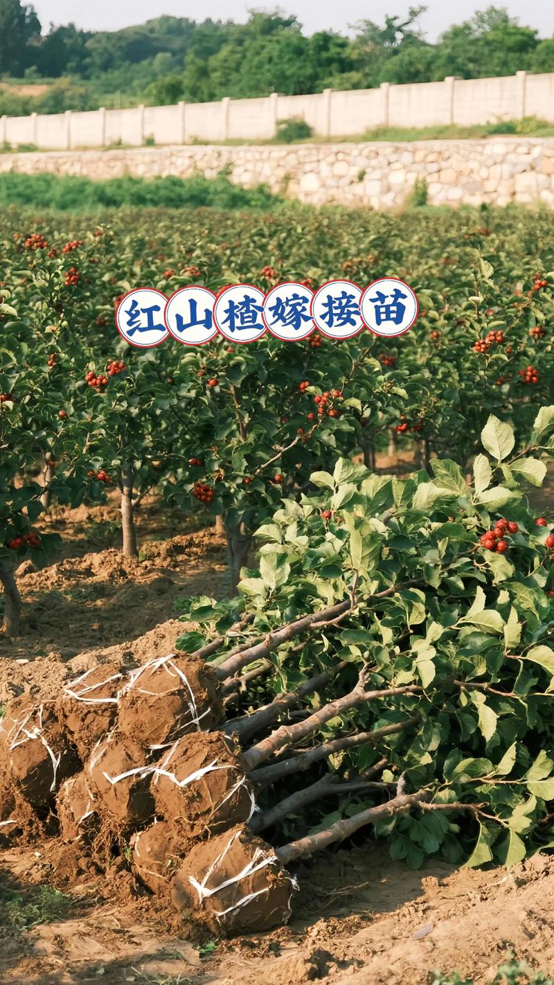 大门两侧种山楂树好吗?嫁接苗、适种地区与养护全攻略 山楂树是庭院极佳的门景树,寓意吉祥且管理粗放