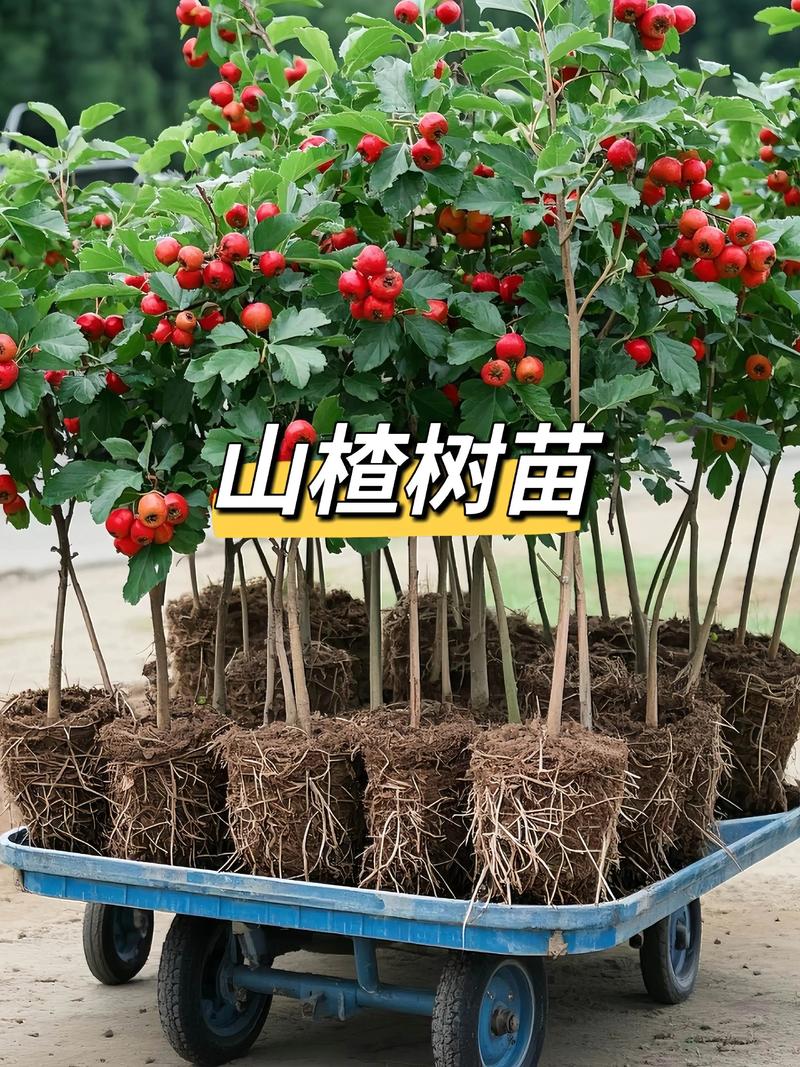 大门两侧种山楂树好吗?嫁接苗、适种地区与养护全攻略 盛果期产量与经济价值参考(2026年数据)