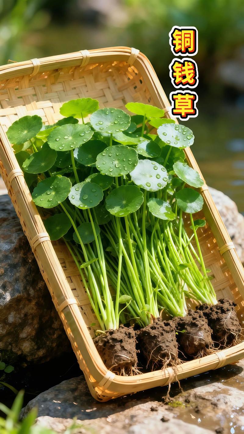 铜钱草四季常青吗?真相与地域种植指南 四、土壤适应诊断