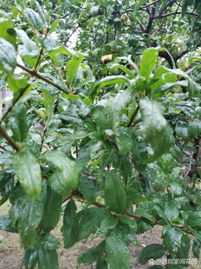 什么时候种石榴树成活率高?春季3-4月与秋季10-11月是黄金窗口 1. 适宜时间:春栽与秋栽的黄金窗口