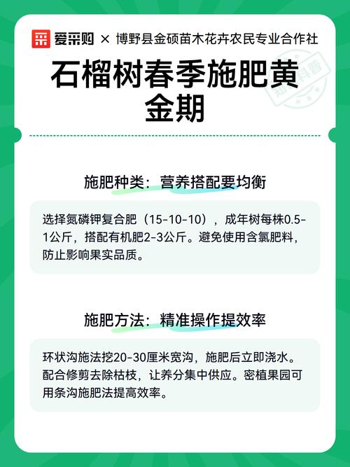什么时候种石榴树成活率高?春季3-4月与秋季10-11月是黄金窗口 3. 栽前处理:种苗准备决定成败