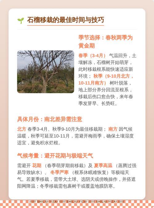 什么时候种石榴树成活率高?春季3-4月与秋季10-11月是黄金窗口 5. 浇定根水:浇透不积水