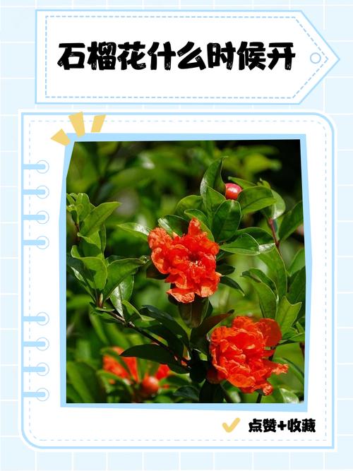 什么时候种石榴树成活率高?春季3-4月与秋季10-11月是黄金窗口 6. 缓苗管理:15天内是关键期