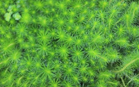 杉叶蕨藻是藻类植物吗？——解开它的身份之谜与园艺应用