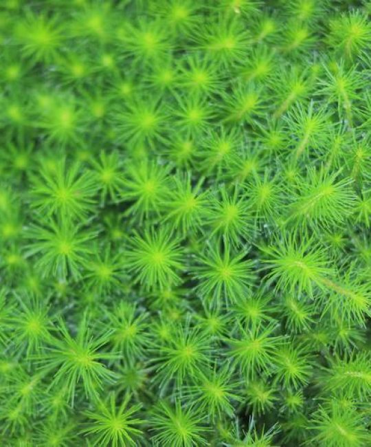 杉叶蕨藻是藻类植物吗？——解开它的身份之谜与园艺应用