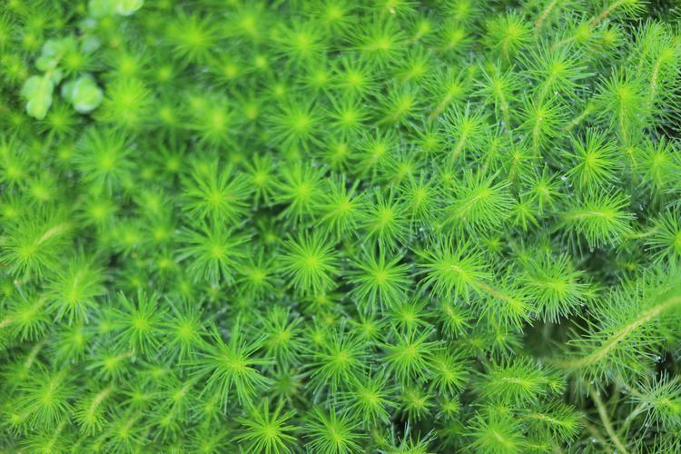 杉叶蕨藻是藻类植物吗?——解开它的身份之谜与园艺应用 杉叶蕨藻是藻类植物吗?——解开它的身份之谜与园艺应用
