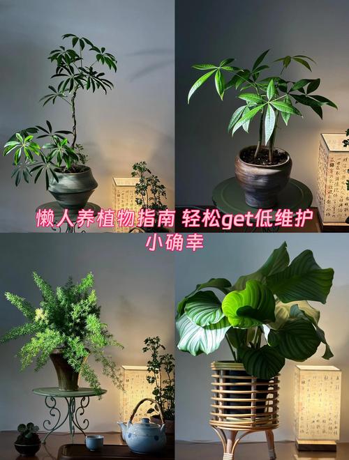 施肥：薄肥勤施，观叶植物以氮肥为主