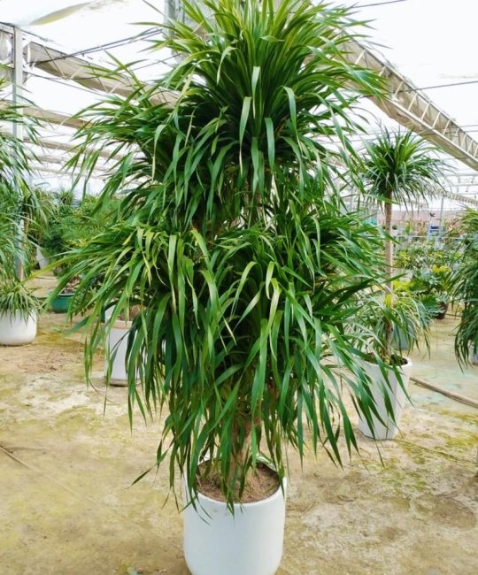 龙血树造型形成的核心技术：从幼苗到艺术品的培育工艺全解析