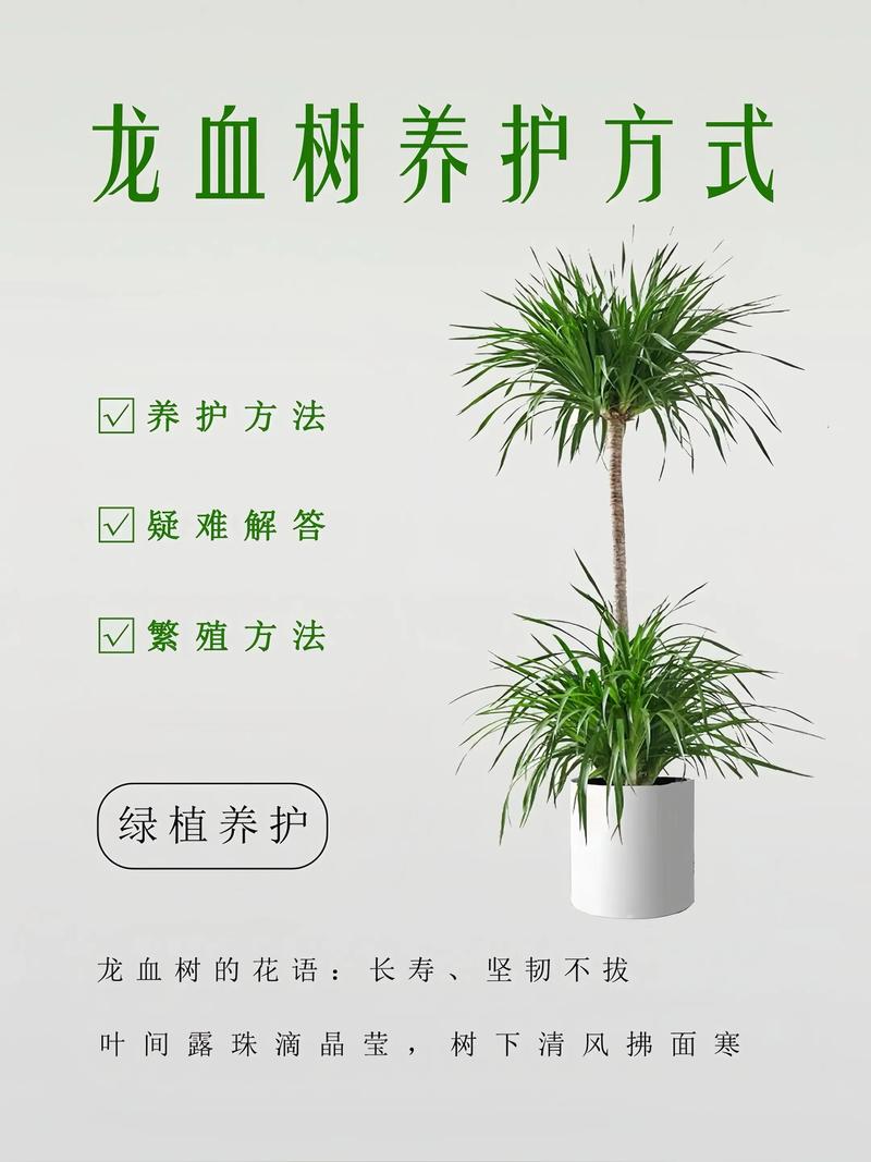 常见龙血树造型操作误区与纠正方法