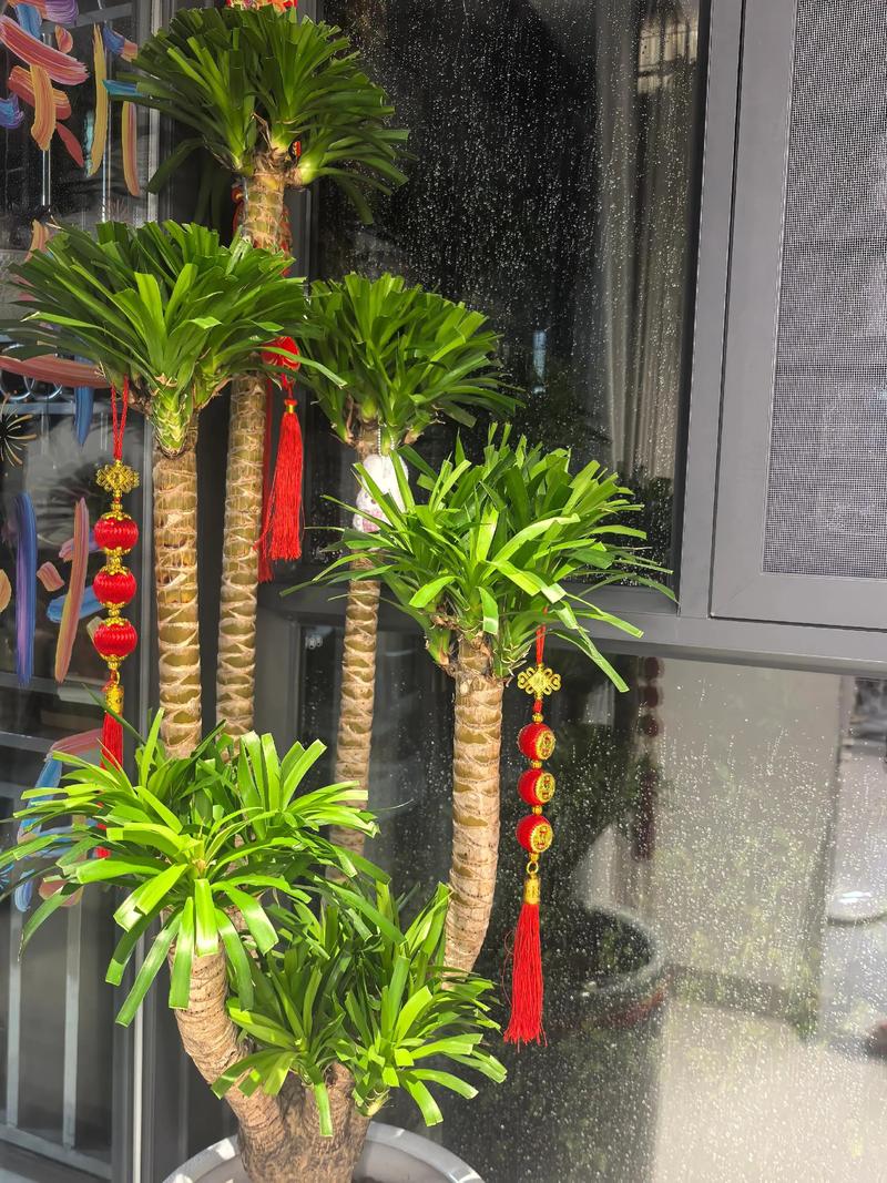 龙血树造型成型速度与年限计算