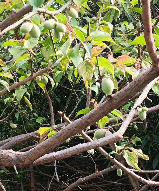 梅花树结果子能吃吗？花期果期与果实功效全解析