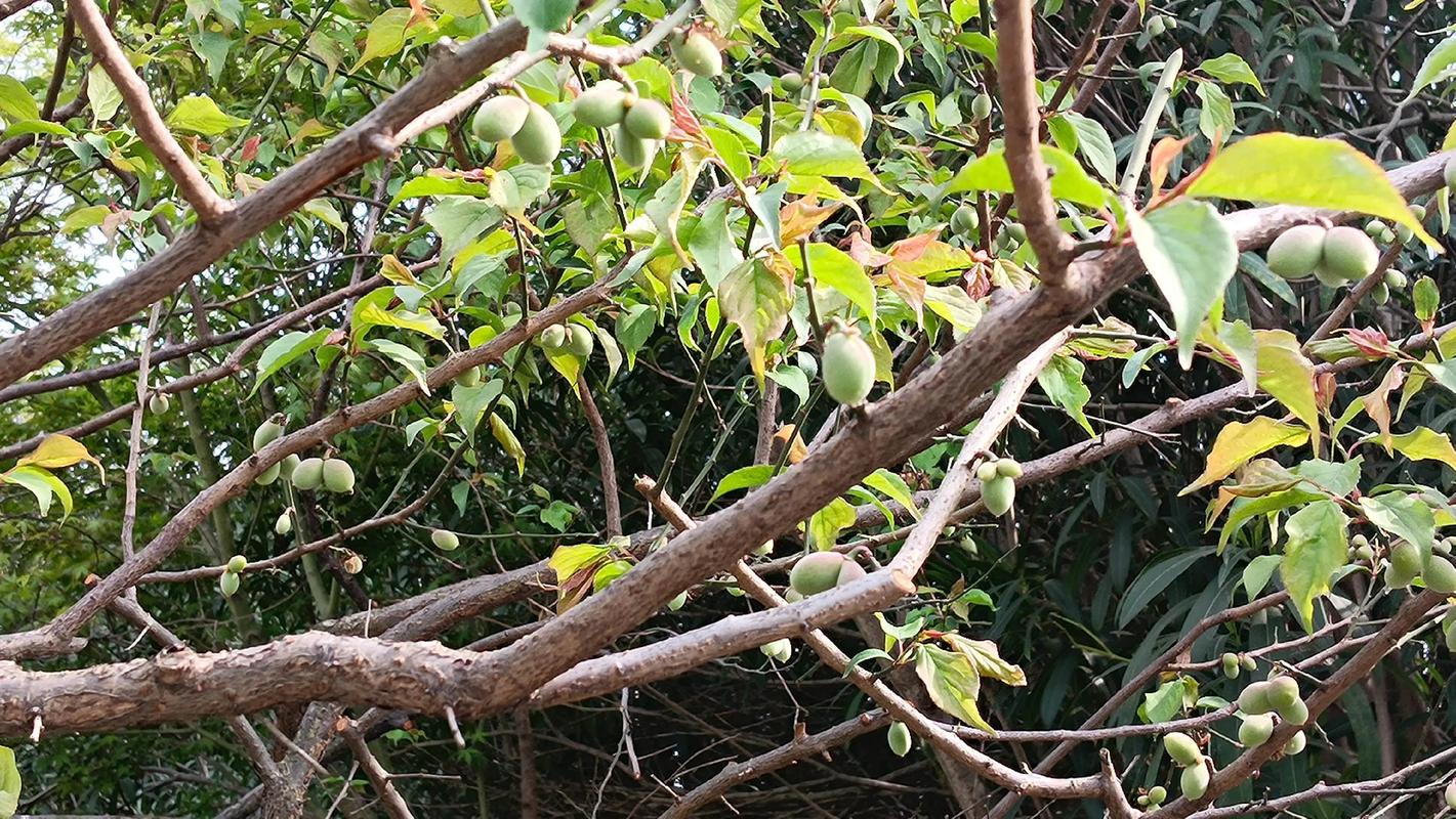 梅花树结果子能吃吗?花期果期与果实功效全解析 梅花树结果子能吃吗?花期果期与果实功效全解析
