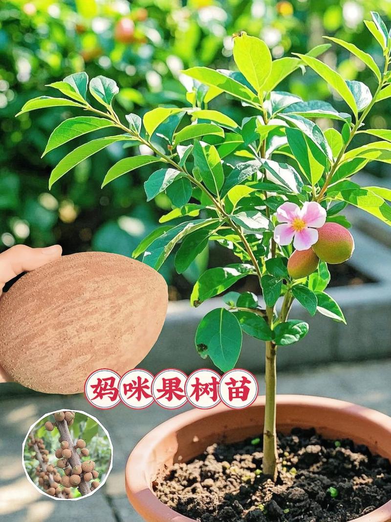 咨询指南：如何判断苗木质量并询价