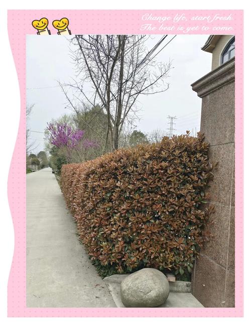 围墙边上一般种什么植物?选对品种,让围墙成为风景 三、果树与藤本水果:好看还能吃