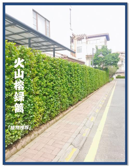 围墙边上一般种什么植物?选对品种,让围墙成为风景 四、花镜与观赏草:灵动点缀