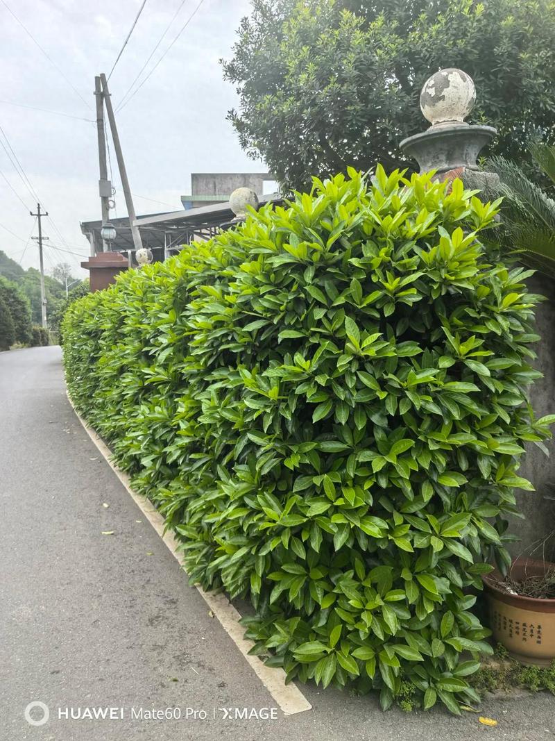 围墙边上一般种什么植物?选对品种,让围墙成为风景 五、围墙种植的实用建议