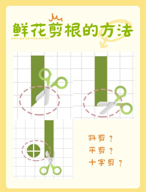 家庭月季养护全攻略:修剪、浇水与施肥的科学方法 家庭月季养护全攻略:修剪、浇水与施肥的科学方法