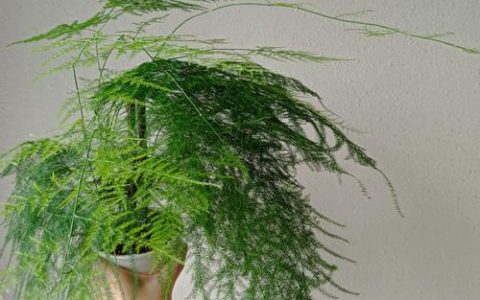 玄学中养植物旺盛的人：性格特征、环境布局与养护法则全解析