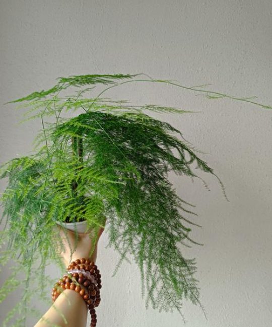 玄学中养植物旺盛的人：性格特征、环境布局与养护法则全解析