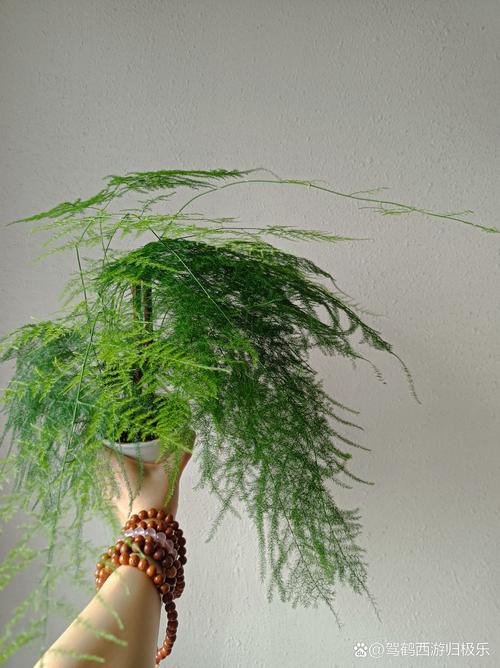 玄学中养植物旺盛的人:性格特征、环境布局与养护法则全解析 玄学中养植物旺盛的人:性格特征、环境布局与养护法则全解析