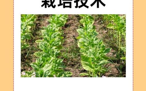 从田间到发梢：新疆乌斯玛草（菘蓝）高效栽培指南