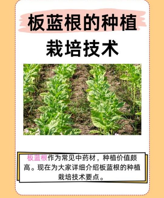 从田间到发梢：新疆乌斯玛草（菘蓝）高效栽培指南