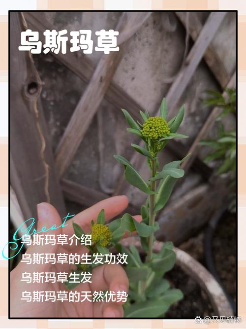 五、适种区域与建议