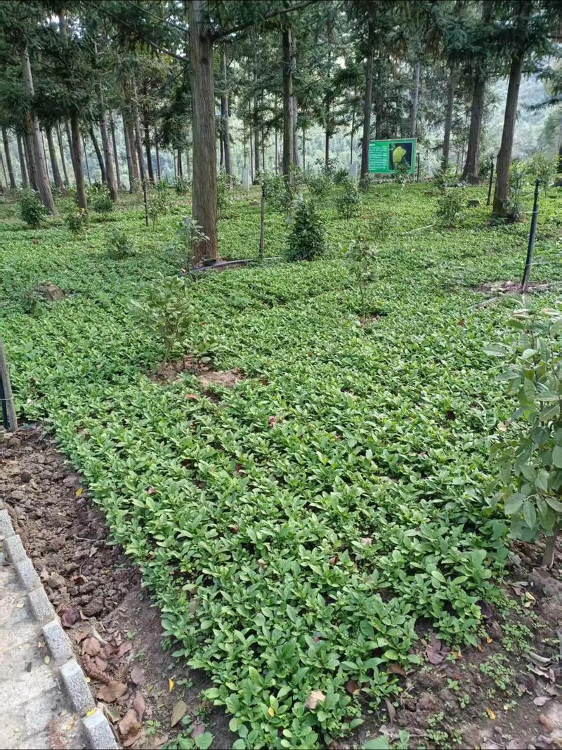 六、南北种植差异化操作指南