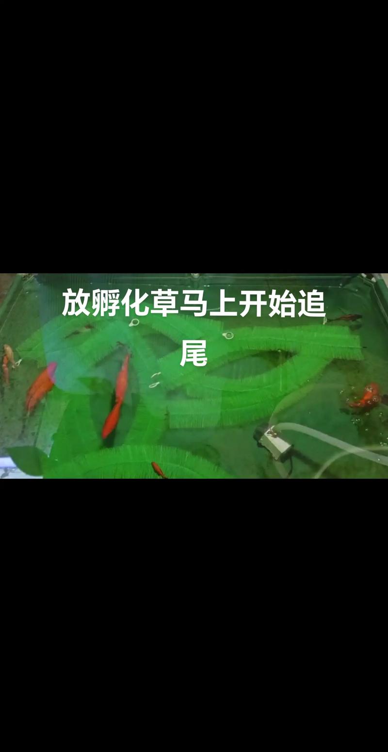 草金鱼自己会繁殖吗?——家庭观赏鱼繁殖全流程技术指导 2. 水质参数与环境设定