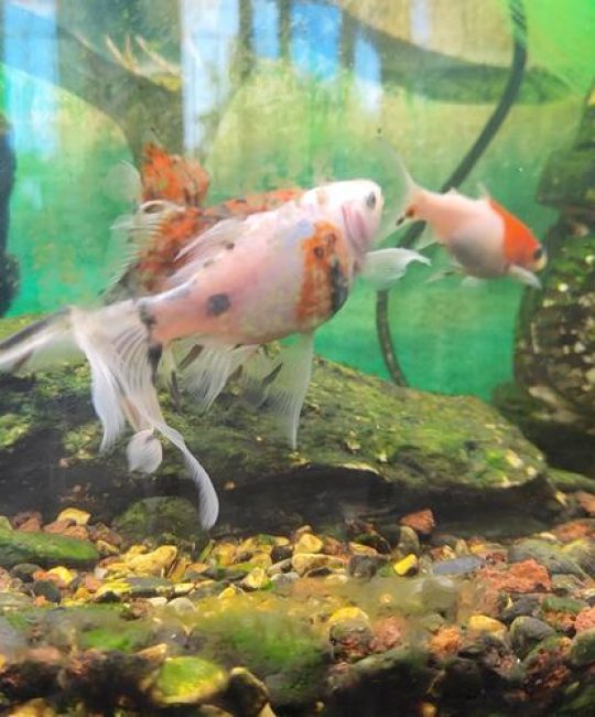 草金鱼自己会繁殖吗？——家庭观赏鱼繁殖全流程技术指导